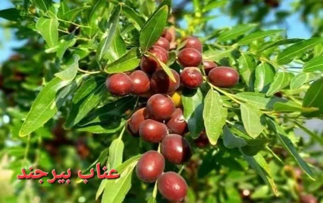 خواص عناب