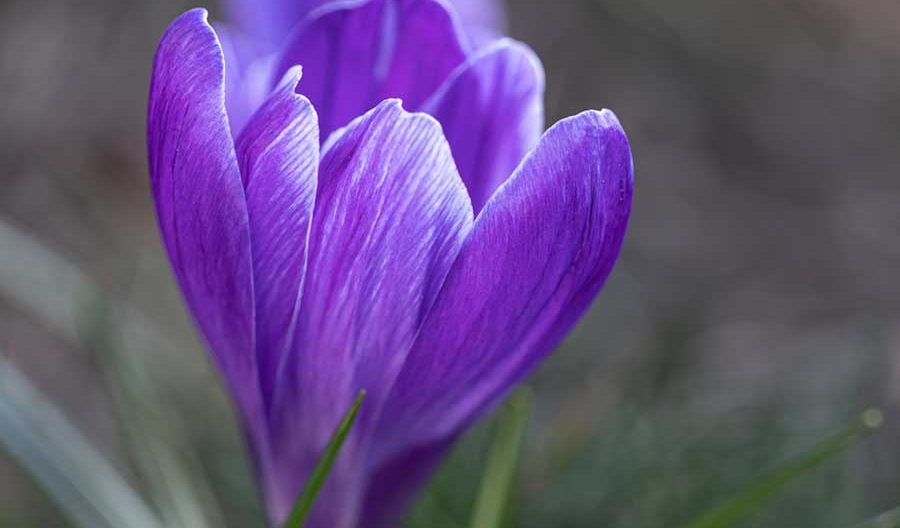 خواص و کاربردهای گلبرگ زعفران