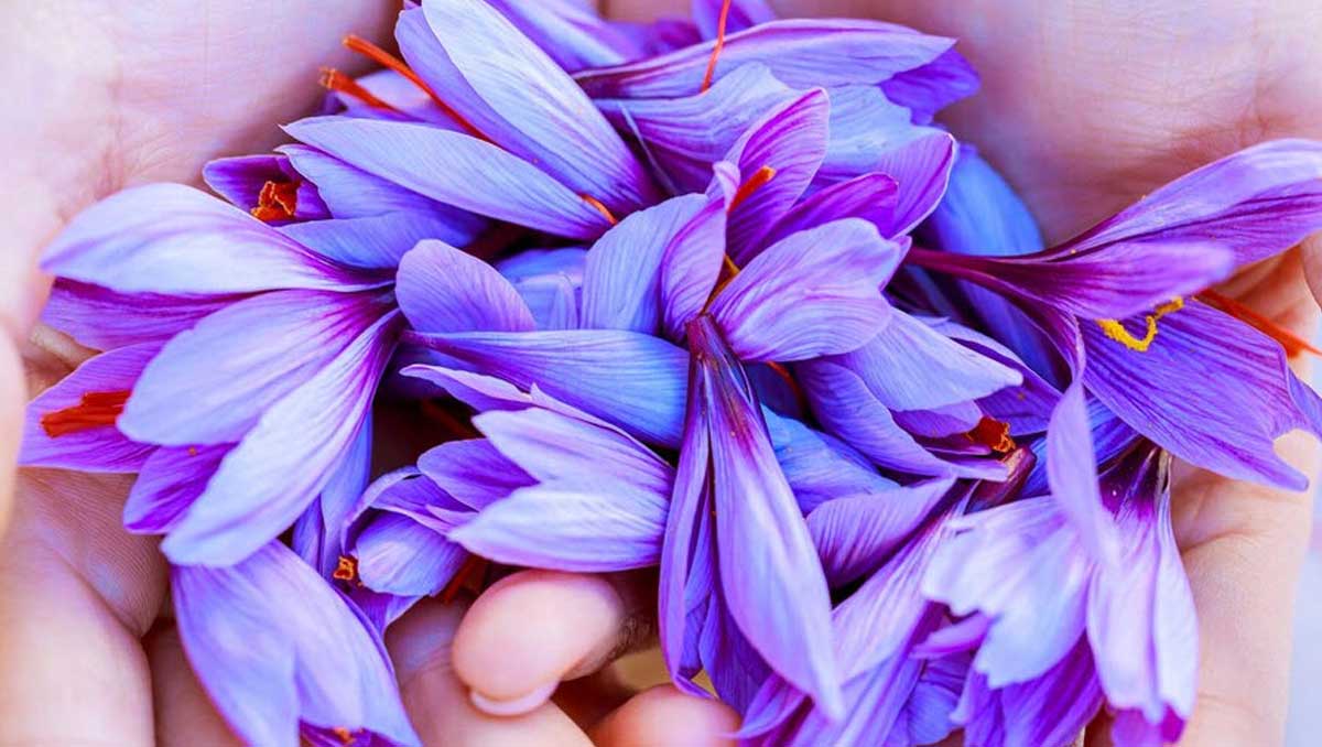 زعفران سه نگین