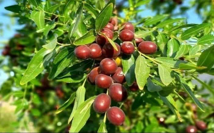 عناب سه نگین