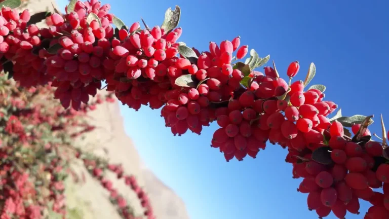خواص زرشک
